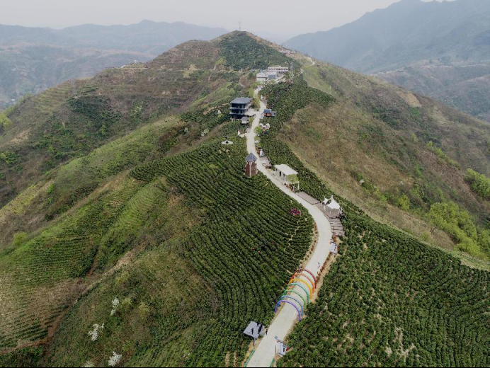陜西廣電融媒體集團農林衛(wèi)視助力陜西茶區(qū)“以茶興業(yè)，以茶富民”