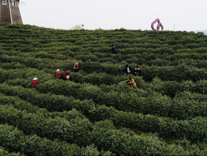 陜西廣電融媒體集團農林衛(wèi)視助力陜西茶區(qū)“以茶興業(yè)，以茶富民”