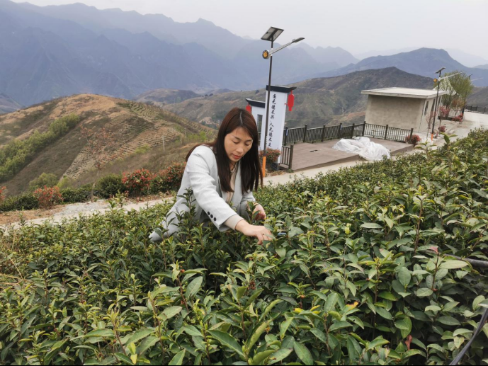 陜西廣電融媒體集團農林衛(wèi)視助力陜西茶區(qū)“以茶興業(yè)，以茶富民”
