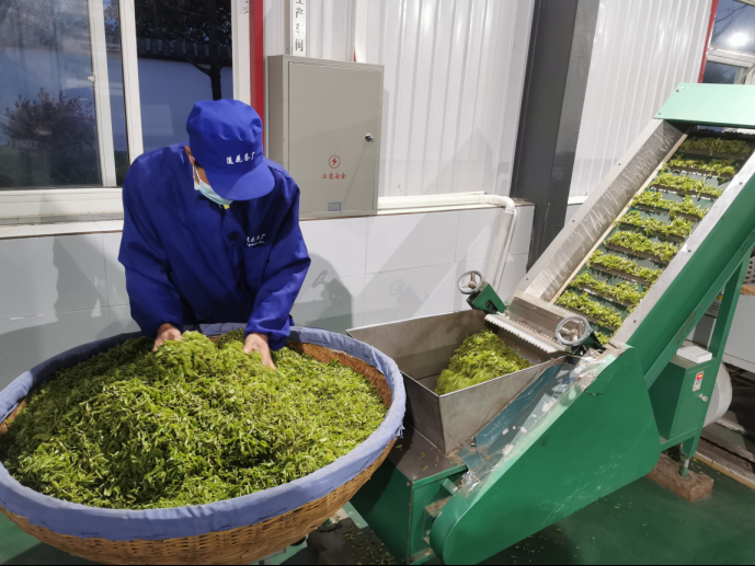 陜西廣電融媒體集團農林衛(wèi)視助力陜西茶區(qū)“以茶興業(yè)，以茶富民”